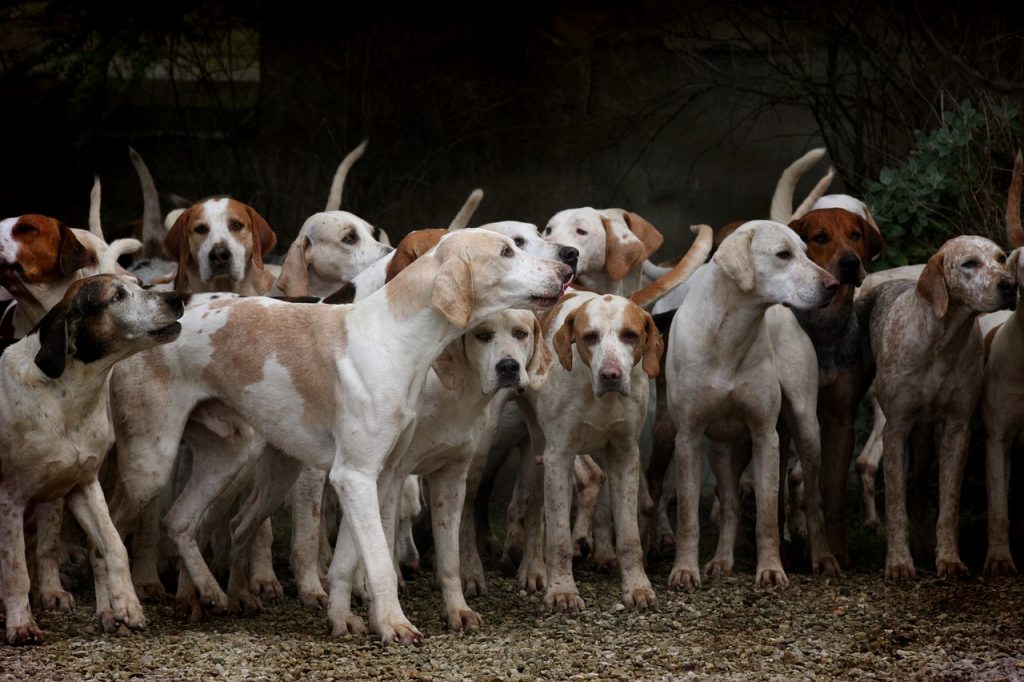 dog, herd, canine-2691871.jpg